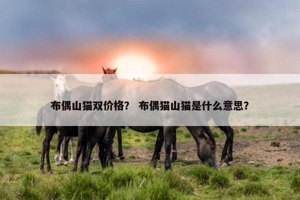布偶山猫双价格？ 布偶猫山猫是什么意思？