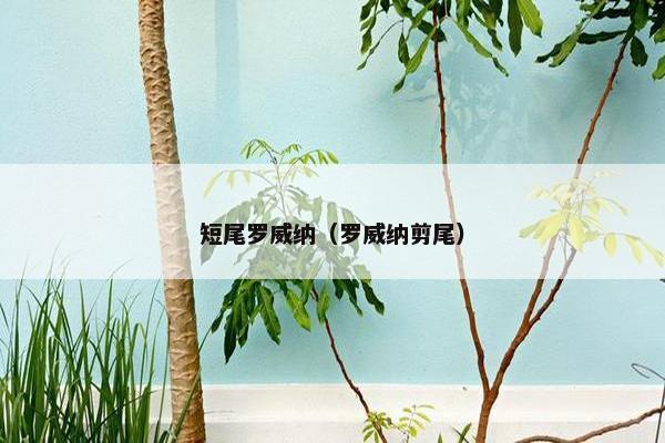 短尾罗威纳（罗威纳剪尾）