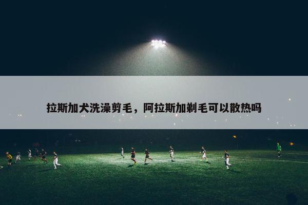 拉斯加犬洗澡剪毛，阿拉斯加剃毛可以散热吗