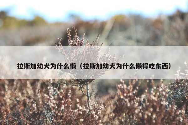 拉斯加幼犬为什么懒(拉斯加幼犬为什么懒得吃东西) 拉斯加幼犬为什么懒(拉斯加幼犬为什么懒得吃东西)