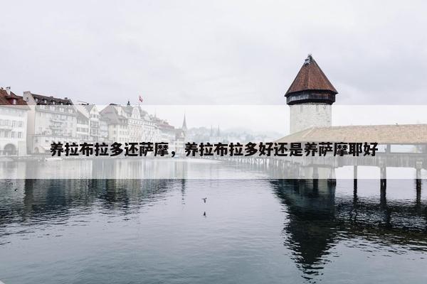 养拉布拉多还萨摩，养拉布拉多好还是养萨摩耶好