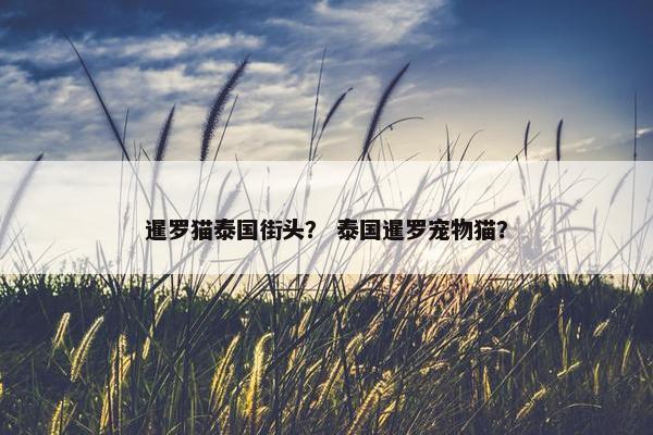 暹罗猫泰国街头？ 泰国暹罗宠物猫？