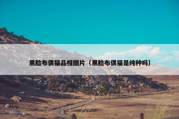 黑脸布偶猫品相图片（黑脸布偶猫是纯种吗）