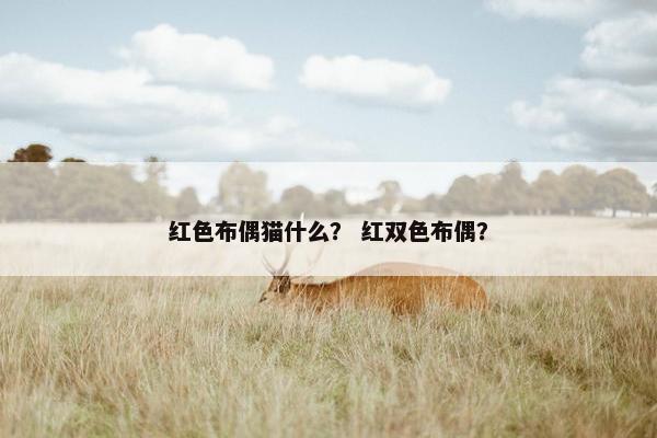 红色布偶猫什么？ 红双色布偶？