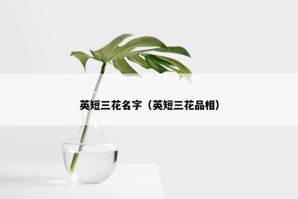 英短三花名字（英短三花品相）