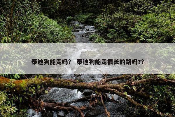 泰迪狗能走吗？ 泰迪狗能走很长的路吗?？