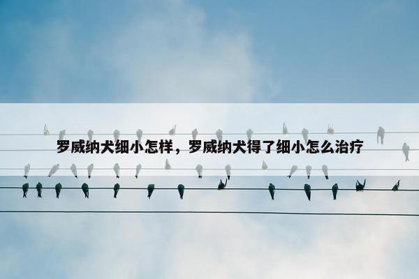 罗威纳犬细小怎样，罗威纳犬得了细小怎么治疗