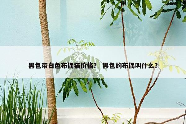 黑色带白色布偶猫价格？ 黑色的布偶叫什么？