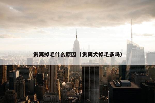 贵宾掉毛什么原因（贵宾犬掉毛多吗）