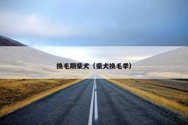 换毛期柴犬（柴犬换毛季）