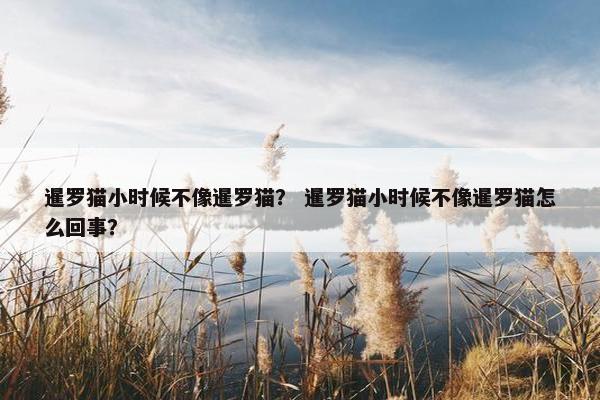 暹罗猫小时候不像暹罗猫？ 暹罗猫小时候不像暹罗猫怎么回事？