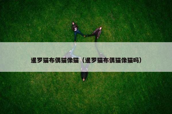 暹罗猫布偶猫像猫（暹罗猫布偶猫像猫吗）
