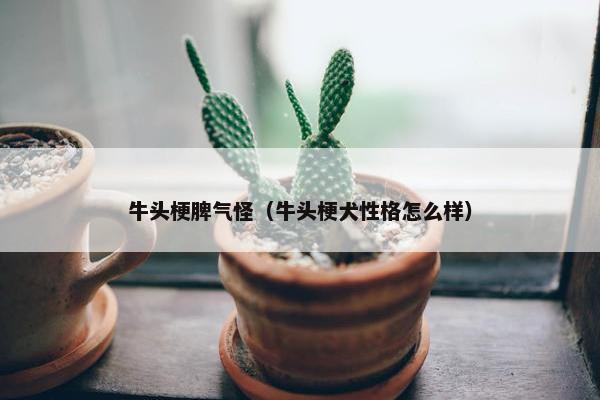 牛头梗脾气怪（牛头梗犬性格怎么样）