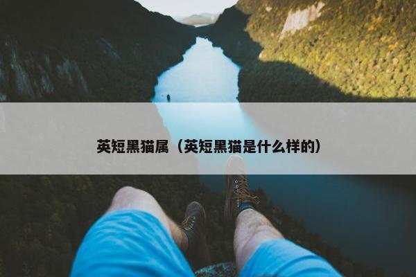 英短黑猫属（英短黑猫是什么样的）