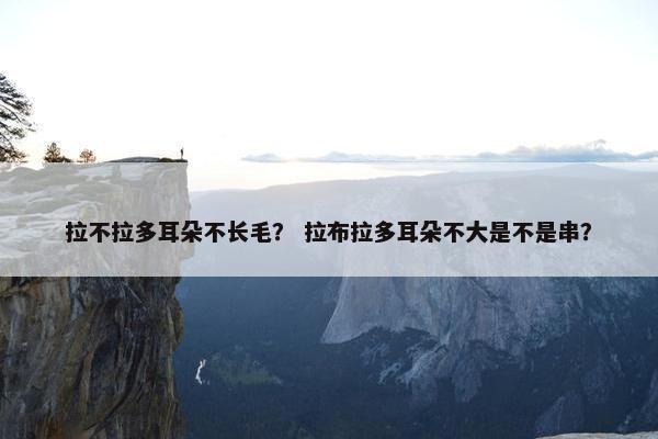 拉不拉多耳朵不长毛？ 拉布拉多耳朵不大是不是串？