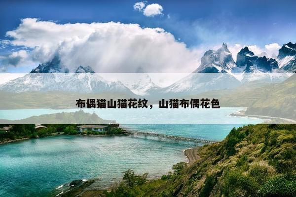 布偶猫山猫花纹，山猫布偶花色