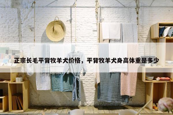 正宗长毛平背牧羊犬价格，平背牧羊犬身高体重是多少