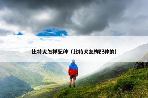 比特犬怎样配种（比特犬怎样配种的）