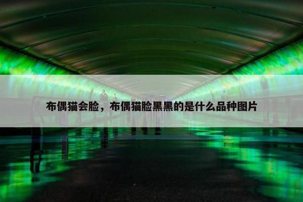 布偶猫会脸，布偶猫脸黑黑的是什么品种图片