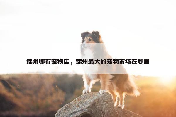 锦州哪有宠物店，锦州最大的宠物市场在哪里
