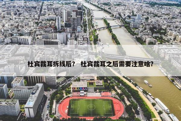 杜宾裁耳拆线后？ 杜宾裁耳之后需要注意啥？