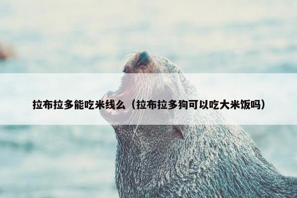 拉布拉多能吃米线么（拉布拉多狗可以吃大米饭吗）
