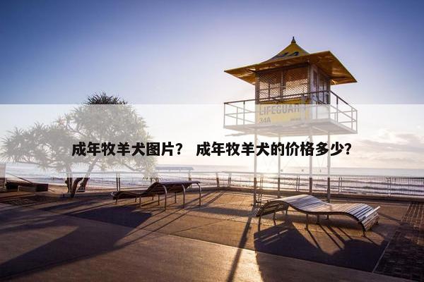 成年牧羊犬图片？ 成年牧羊犬的价格多少？