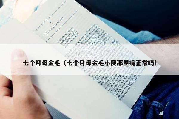 七个月母金毛（七个月母金毛小便那里痛正常吗）
