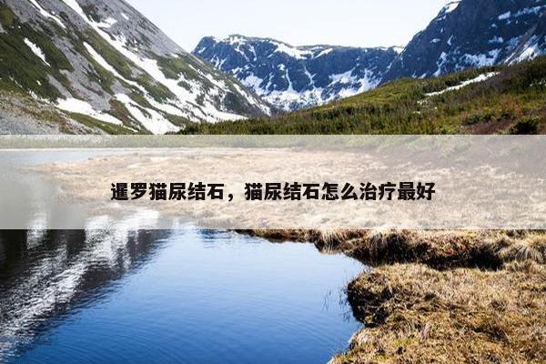 暹罗猫尿结石，猫尿结石怎么治疗最好