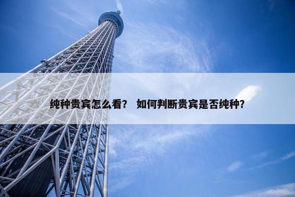 纯种贵宾怎么看？ 如何判断贵宾是否纯种？
