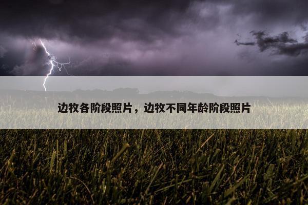 边牧各阶段照片，边牧不同年龄阶段照片