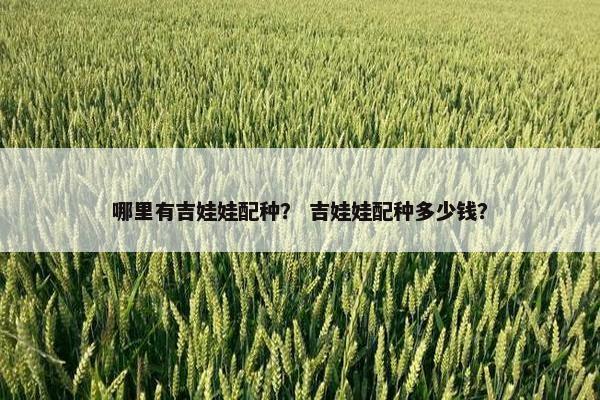 哪里有吉娃娃配种？ 吉娃娃配种多少钱？
