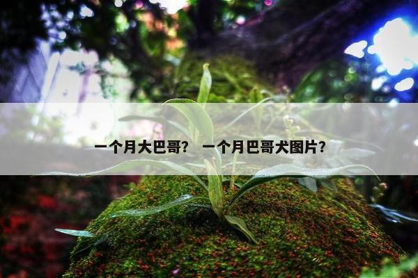 一个月大巴哥？ 一个月巴哥犬图片？