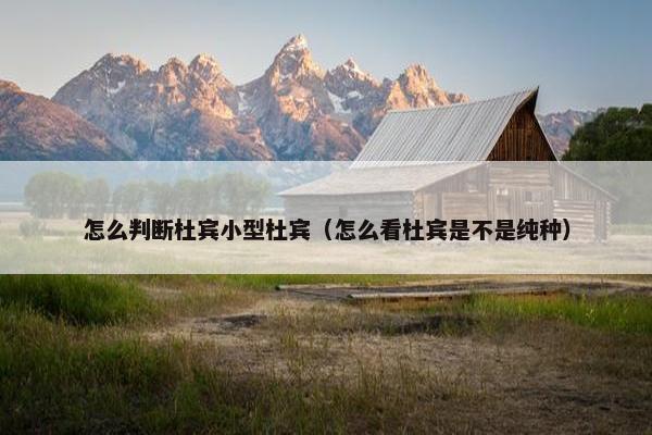 怎么判断杜宾小型杜宾（怎么看杜宾是不是纯种）