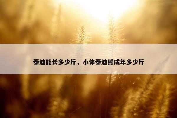 泰迪能长多少斤，小体泰迪熊成年多少斤