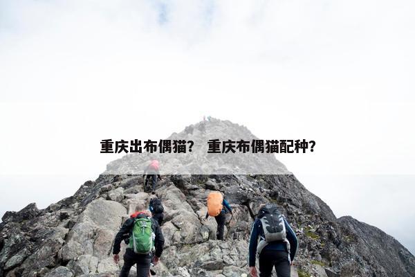重庆出布偶猫？ 重庆布偶猫配种？