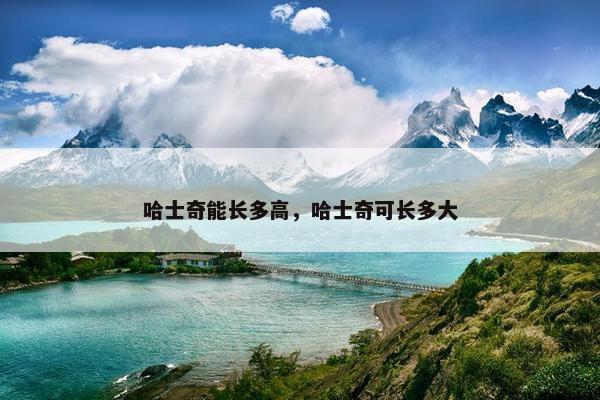 哈士奇能长多高，哈士奇可长多大