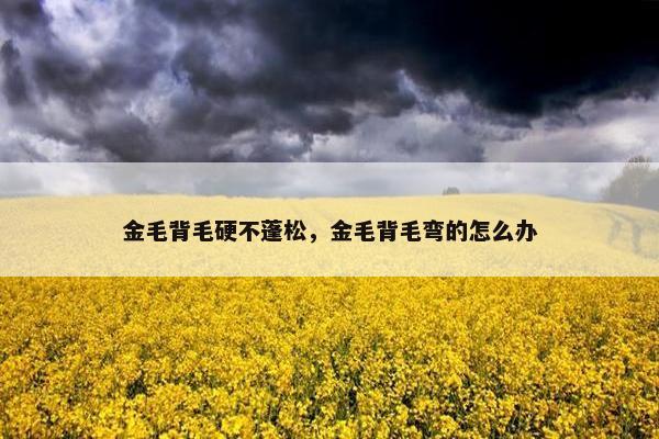 金毛背毛硬不蓬松，金毛背毛弯的怎么办