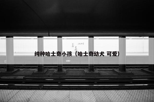 纯种哈士奇小孩（哈士奇幼犬 可爱）
