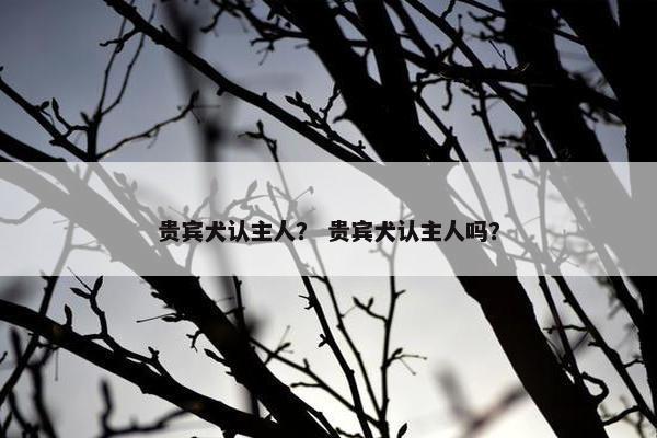 贵宾犬认主人？ 贵宾犬认主人吗？
