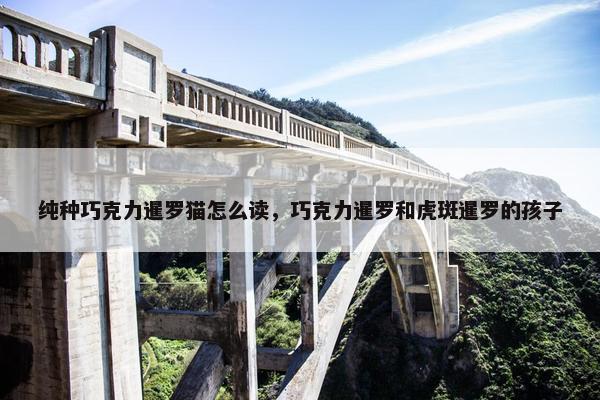 纯种巧克力暹罗猫怎么读，巧克力暹罗和虎斑暹罗的孩子