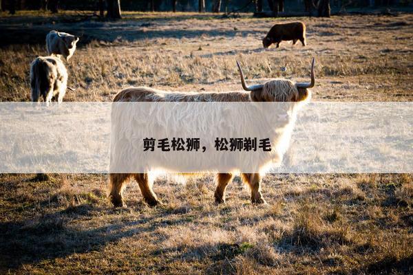 剪毛松狮，松狮剃毛