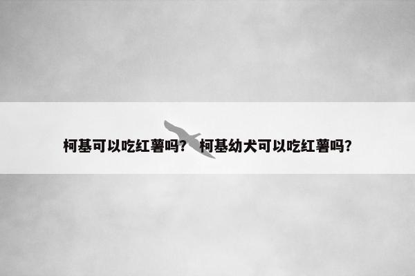 柯基可以吃红薯吗？ 柯基幼犬可以吃红薯吗？