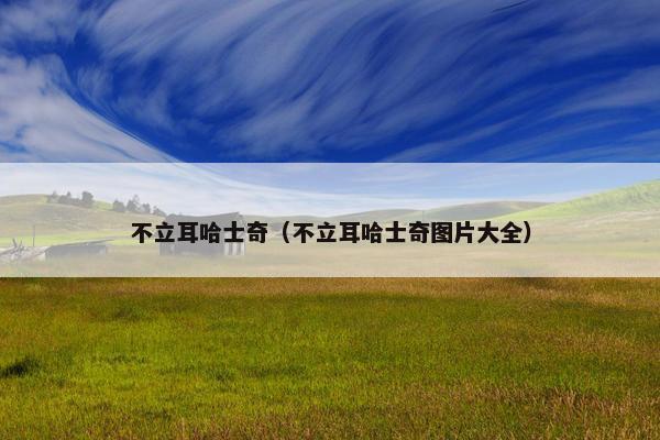 不立耳哈士奇（不立耳哈士奇图片大全）