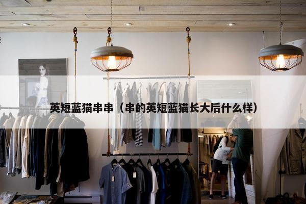 英短蓝猫串串（串的英短蓝猫长大后什么样）