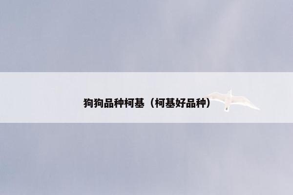 狗狗品种柯基（柯基好品种）