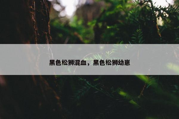 黑色松狮混血，黑色松狮幼崽