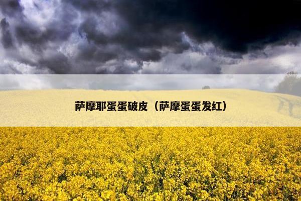 萨摩耶蛋蛋破皮（萨摩蛋蛋发红）