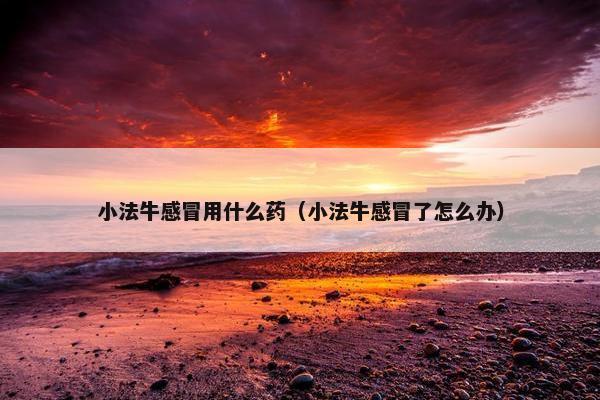 小法牛感冒用什么药（小法牛感冒了怎么办）