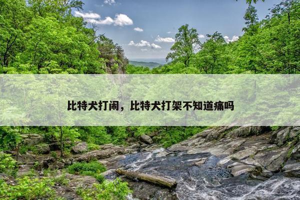 比特犬打闹，比特犬打架不知道痛吗